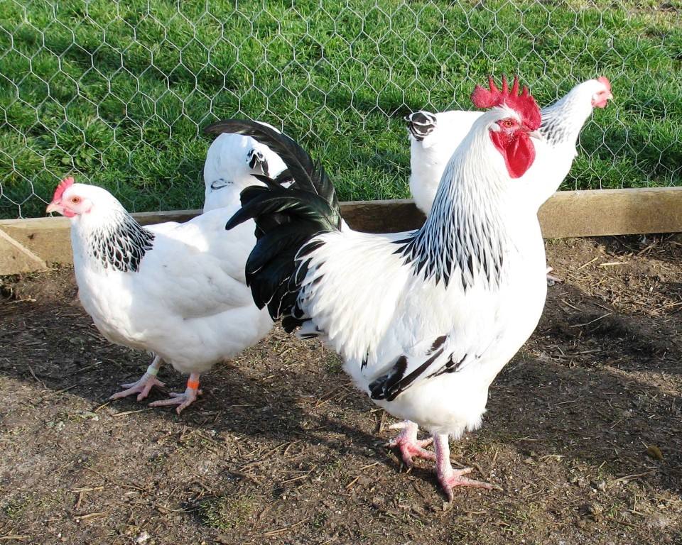 10 male birds available