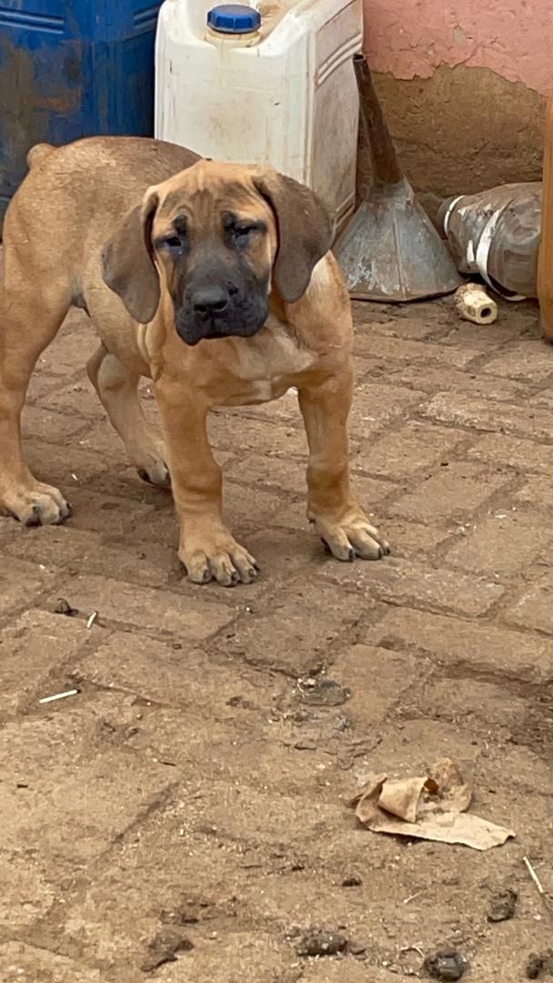 Boerboel puppies