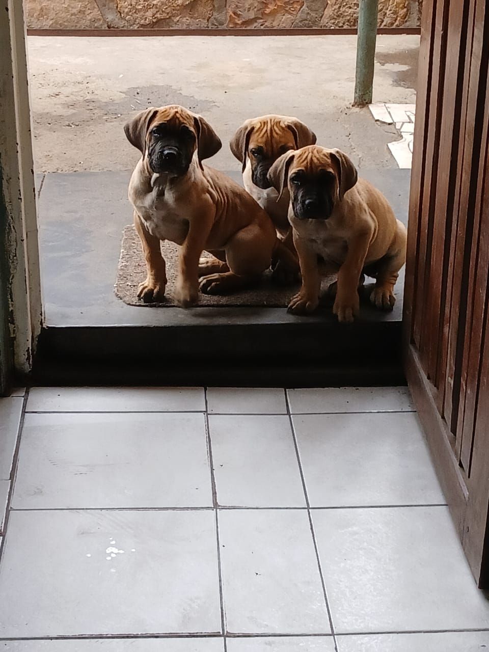Boerboel