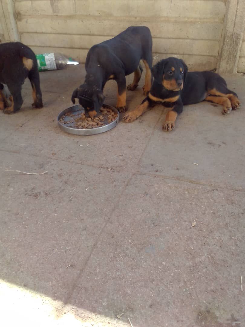Rottweiler