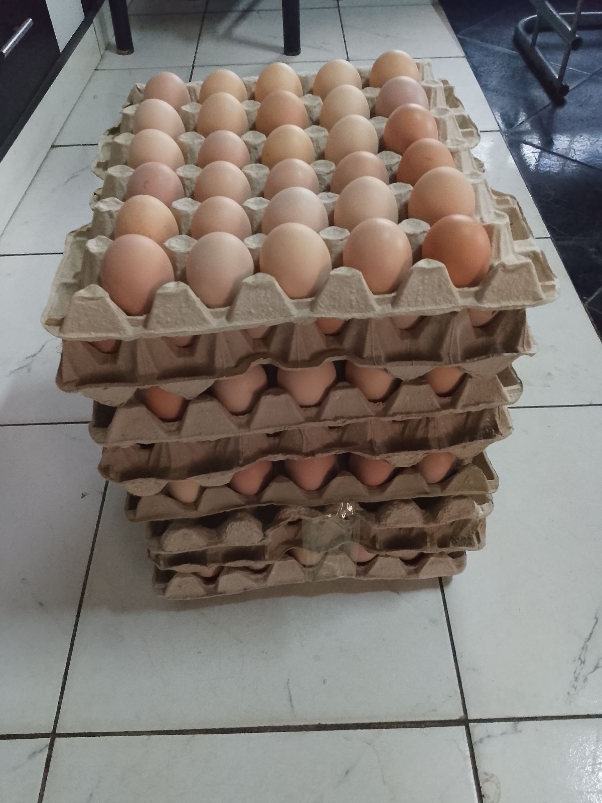 Pure breed black ostralope fertile eggs for sale in Waterfalls, Harare, Zimbabwe