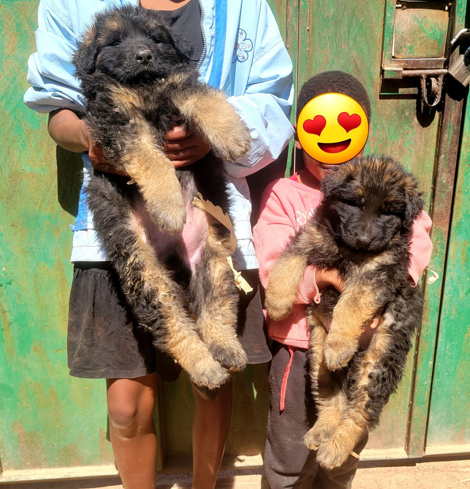 LONG COAT GERMAN SHEPHERD PUPPIES